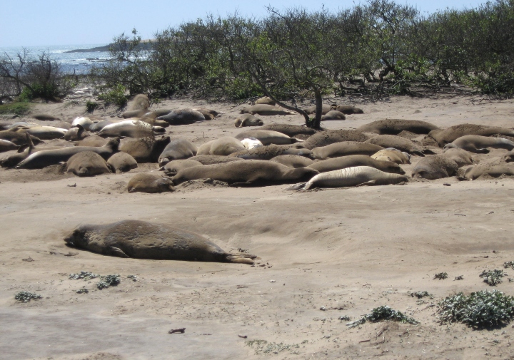 Northern Elephant Seals
